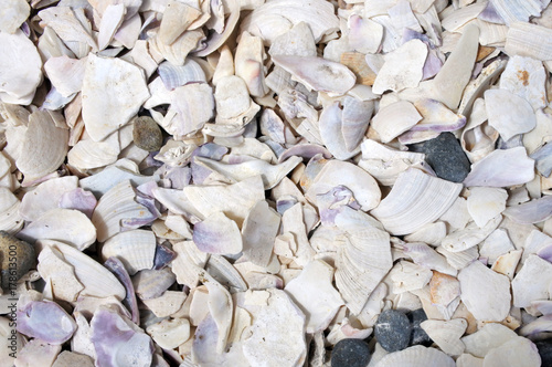 Sea Shells Background