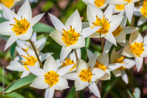 Turkestan tulip (Tulipa turkestanica)