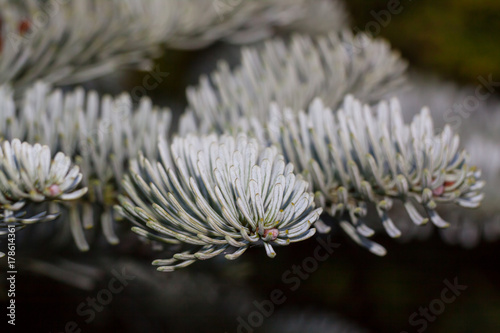 Korean fir (Abies koreana) photo