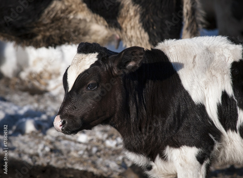 Holstein Calf Close-up