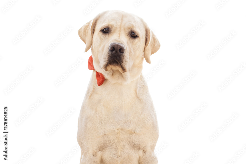 © TSB - Mr Super Dog © TSB - Mr Super Dog