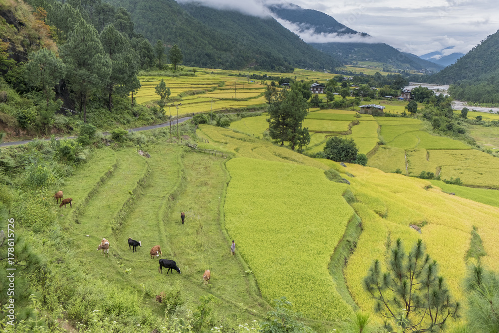 Fototapeta premium Rice Paddies, Cho River Valley, Bhutan