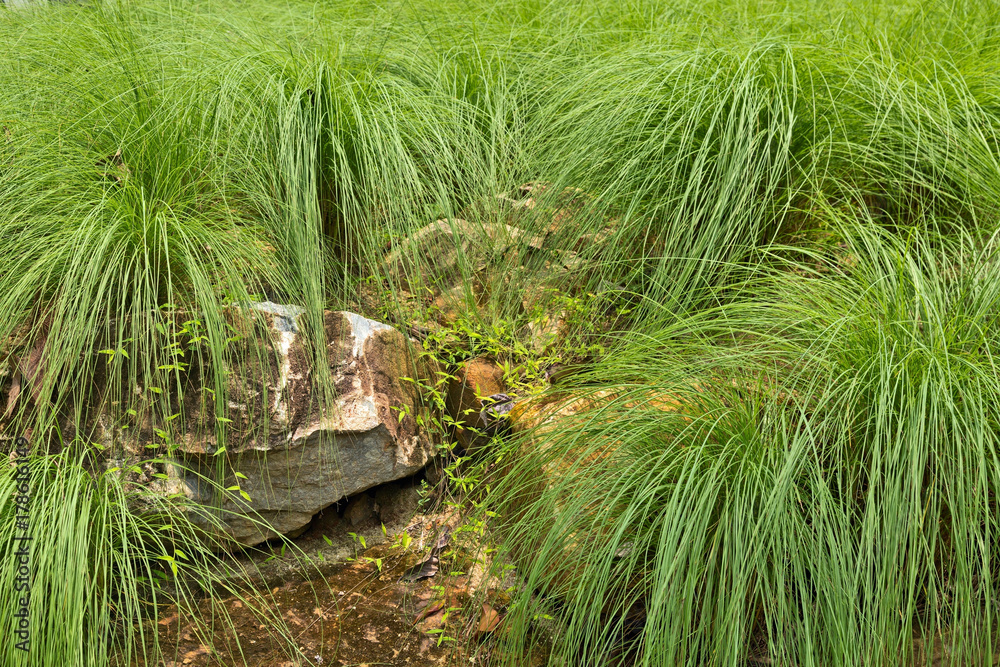 Fotografie stones in the grass