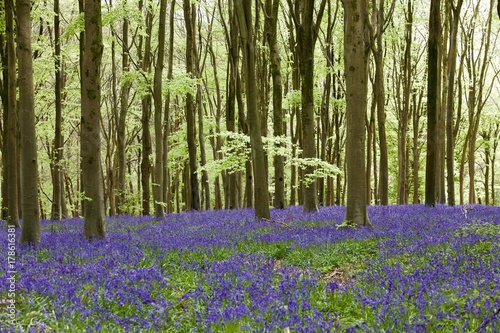 The Bluebell & Beech Wood Early Spring England UK