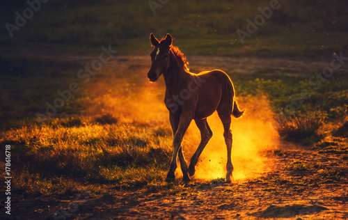 A young brown foal running on the field, raising the dust on the background of sunset.