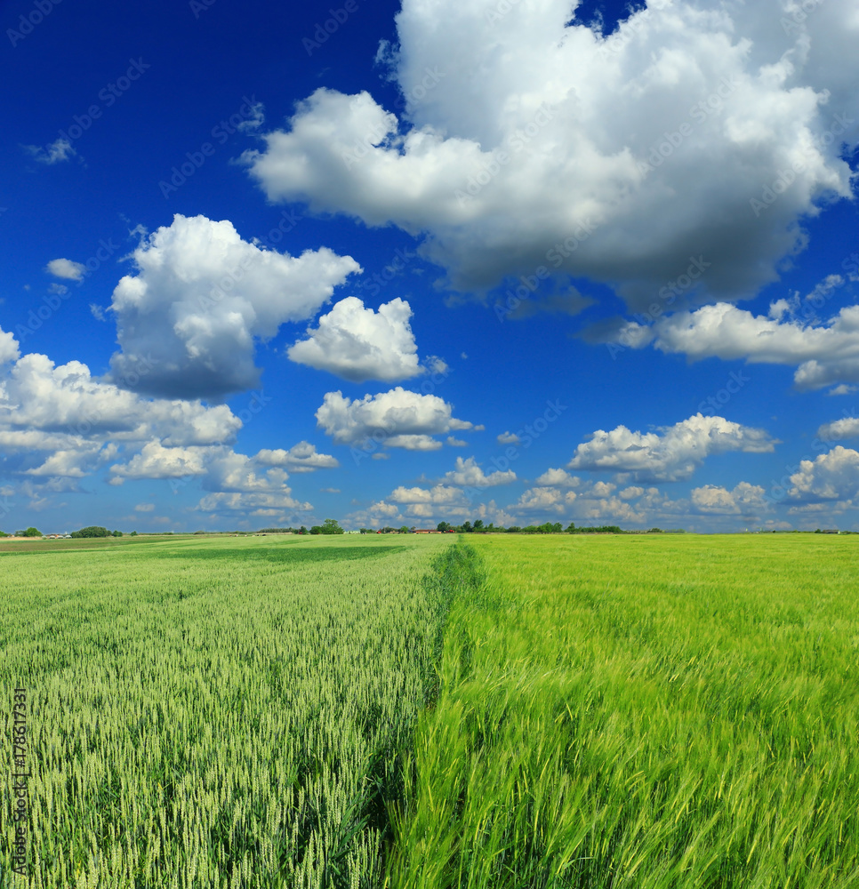 green wheat field green wheat field