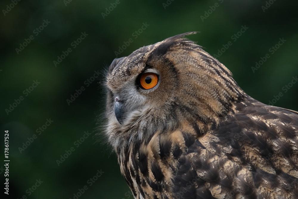 European Eagle Owl European Eagle Owl
