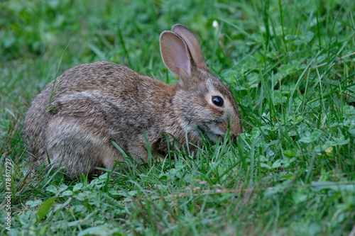 Rabbit in grass © Robert