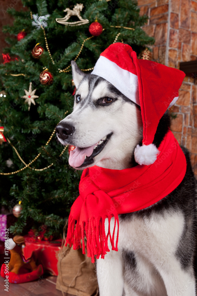 Dog Siberian Husky in Santa Claus suit near Christmas tree