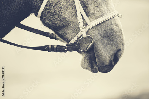 Photo Muzzle of a horse in a bridle.