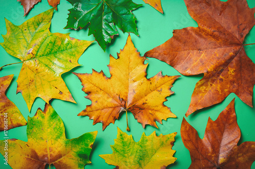 Pumpkin and maple leaves near rainy window.