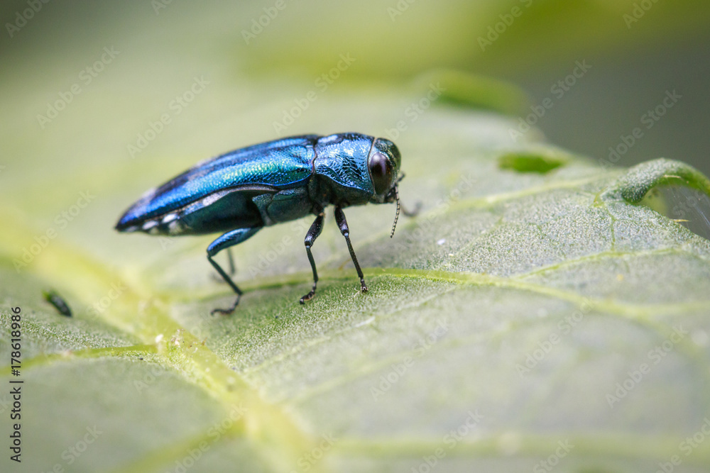 Image of Emerald Ash Borer Beetle on a green leaf. Insect. Animal Image of Emerald Ash Borer Beetle on a green leaf. Insect. Animal