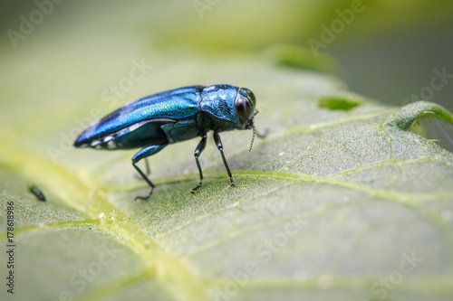 Image of Emerald Ash Borer Beetle on a green leaf. Insect. Animal photo