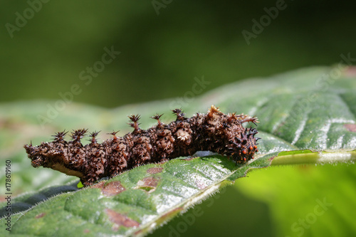 Image of a Caterpillar commander(Moduza procris) on green leaves. Insect. Animal photo