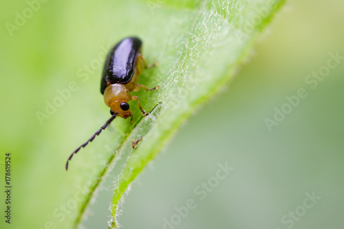 Image of Twin-spotted Beetle (Oides andreweisi) on green leaves. Insect Animal © yod67
