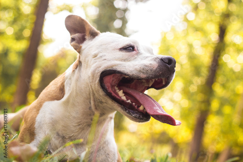 Happy autumn dog