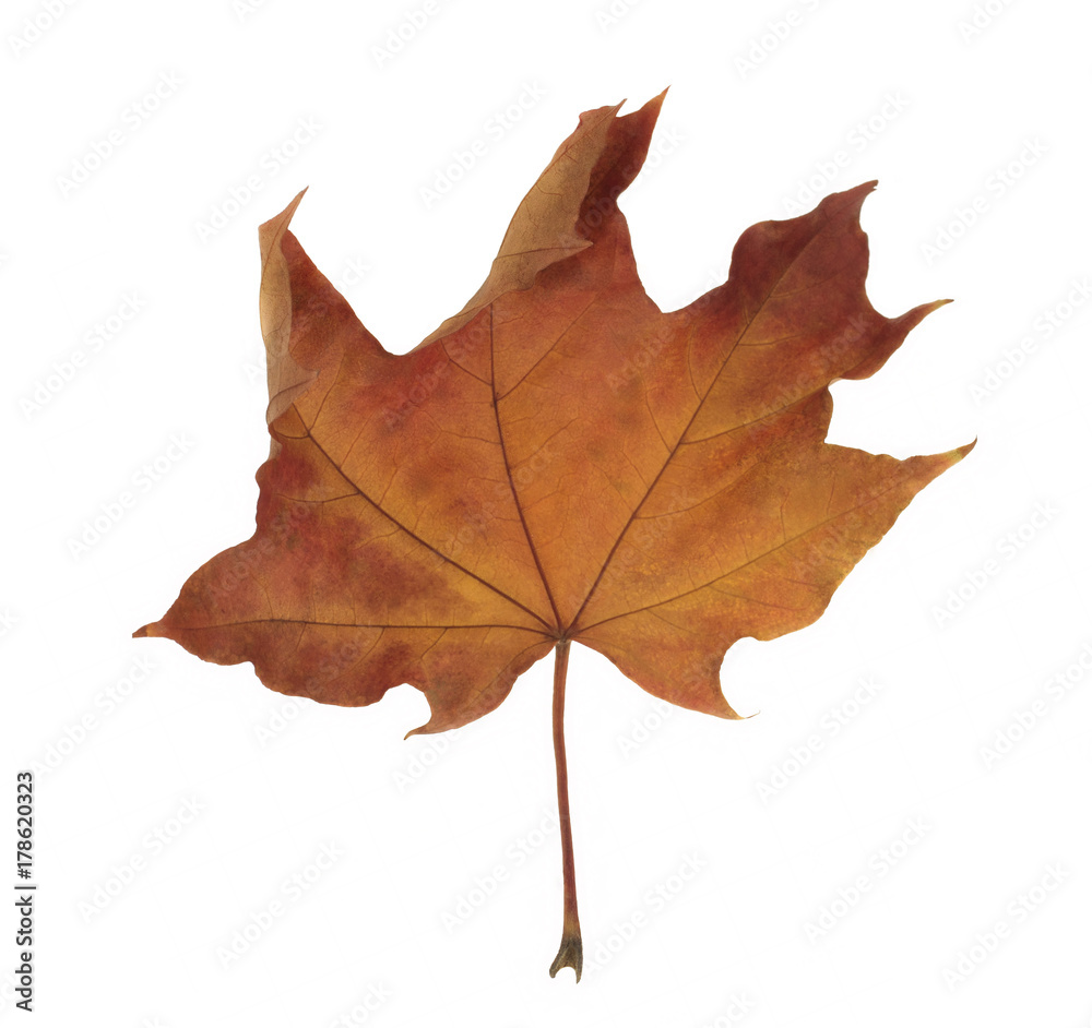 Obraz premium Red maple leaf as an autumn symbol on a white background