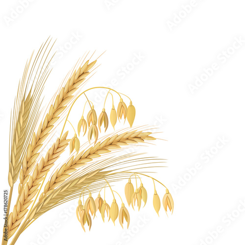 Four cereals grains with ears, sheaf. Wheat, barley, oat and rye set.