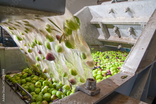 Olive washing phase: the process of olive washing and defoliation in the chain production of a modern oil mill photo