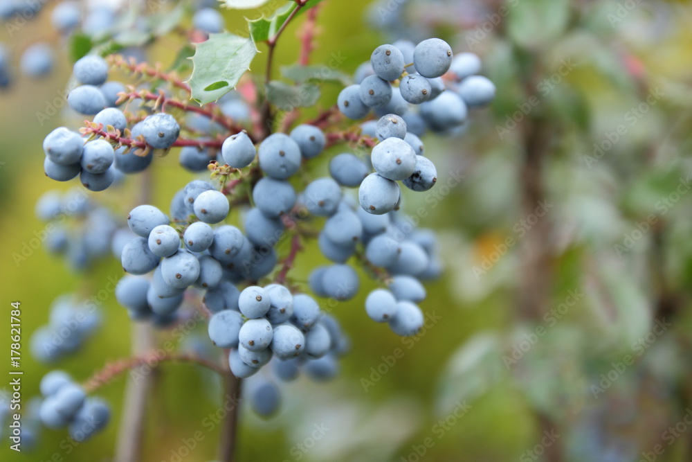 Hollyleaved Barberry, Tall Oregon Grape, Mahonia aquifolium in the botanical garden in autumn Hollyleaved Barberry, Tall Oregon Grape, Mahonia aquifolium in the botanical garden in autumn