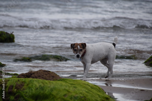 Jack Russell © Pauline