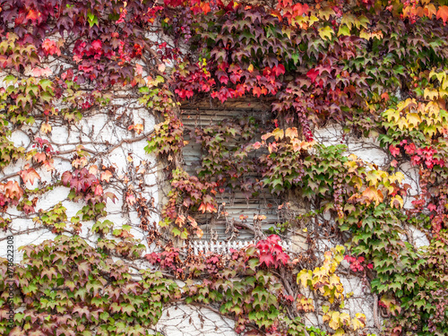 Herbstlaub an Fassade