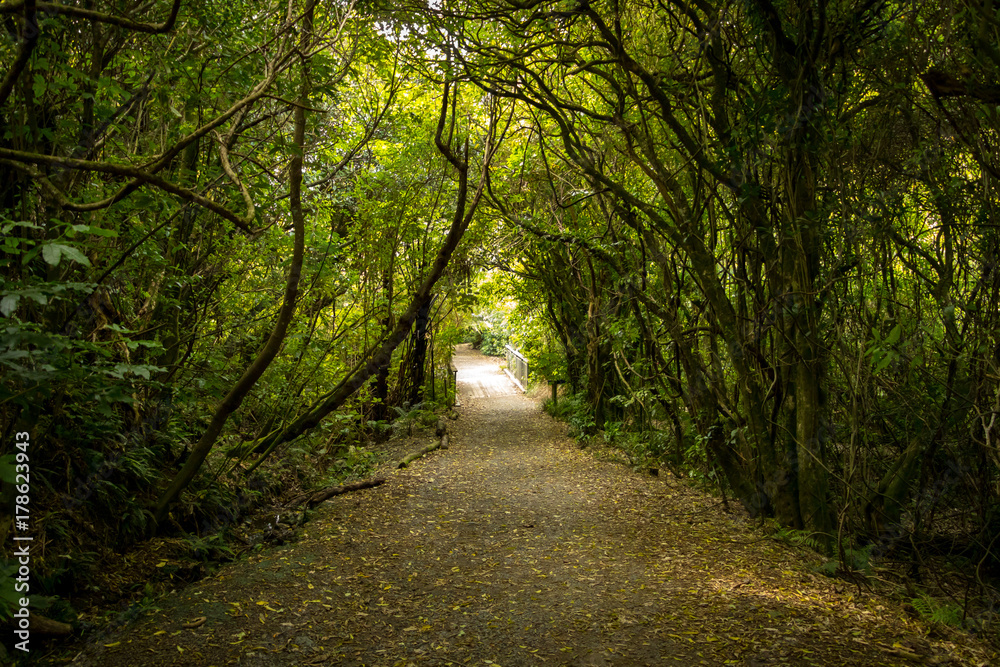 Naklejka premium New Zealand Forest Path