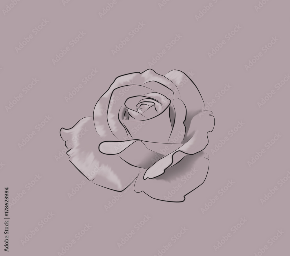 Fototapeta Rose Flower Monochrome Drawing For Coloring Book Hand Drawn Simple Style Illustration