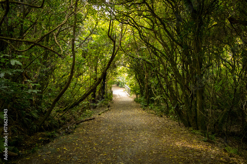 New Zealand Forest Path