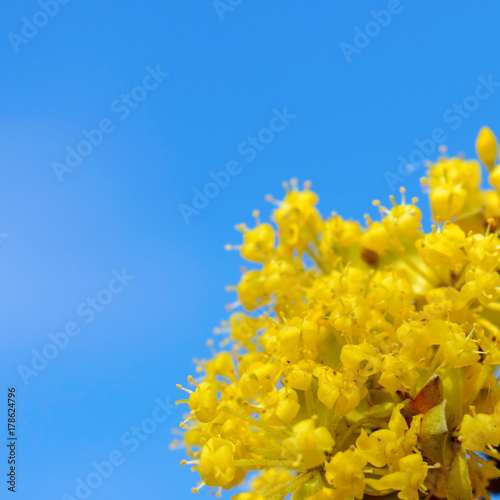 Photo of blooming yellow twig dogwood in garden in spring