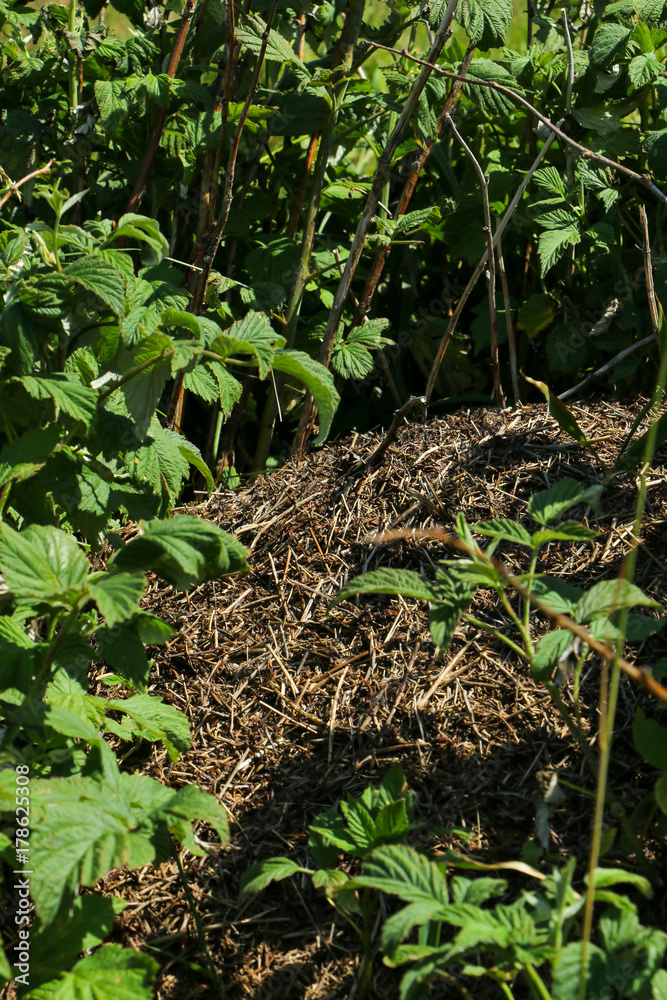 Anthill of black ants in the grass. Colony of big black ants