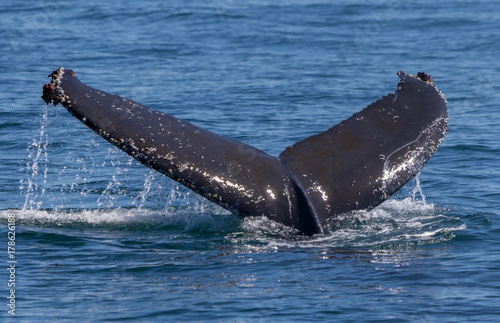 humpback whale tail fluke