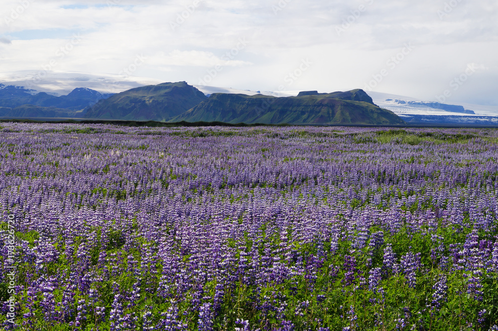 Fototapeta premium Beautiful view in summer,Iceland.