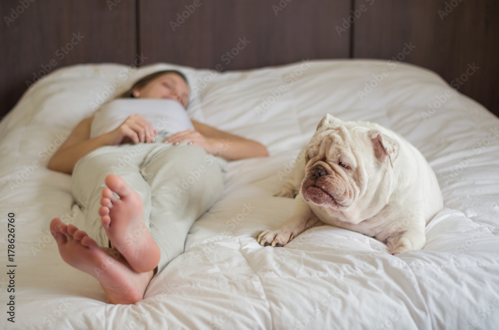 Ótimo conceito de vida com pets. Bulldof Inglês, cão, dormindo na cama junto com mulher, pés da mulher. Ótimo conceito de vida com pets. Bulldof Inglês, cão, dormindo na cama junto com mulher, pés da mulher.