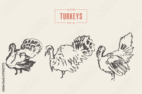 Set turkeys drawn vector illustration, sketch
