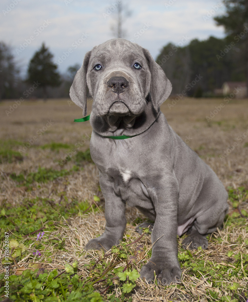 Puppy in a field