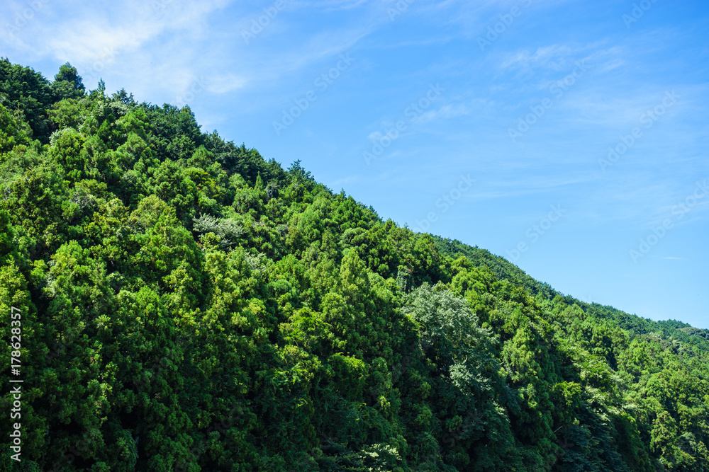緑豊かな山の風景