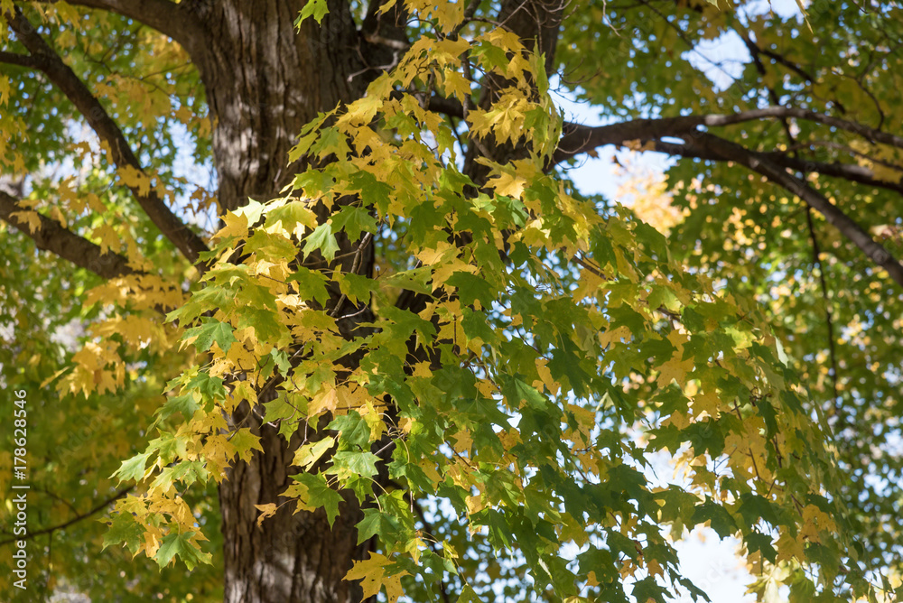 Fototapeta premium dappled sunlight on colorful maple leaves in fall
