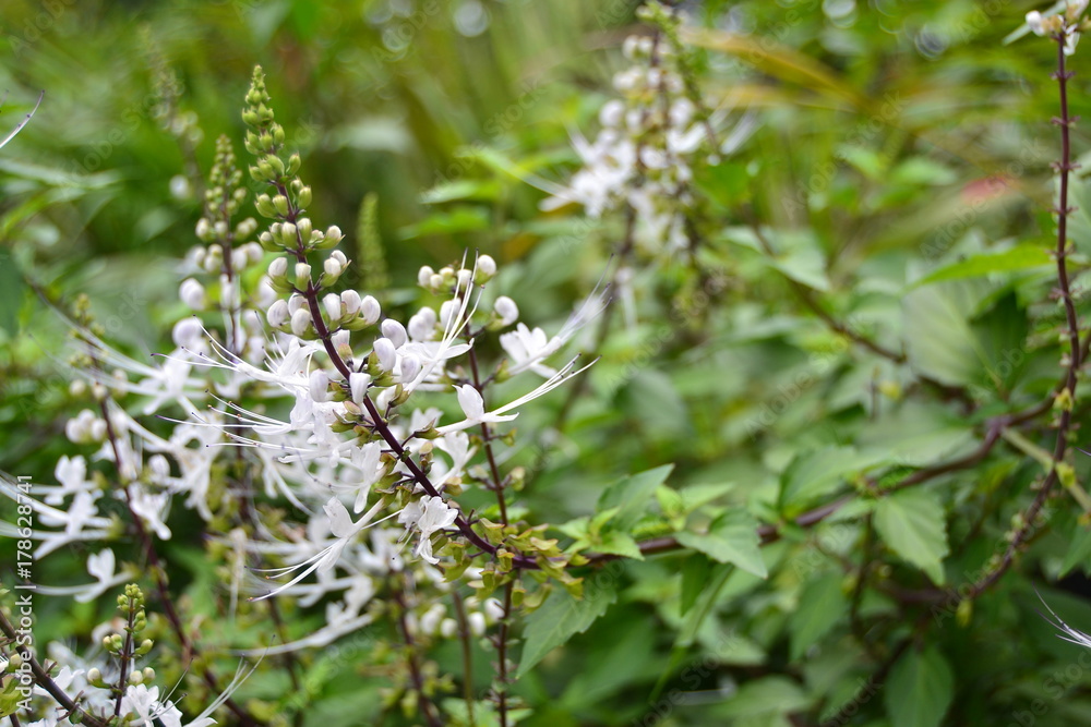 Flower Flower