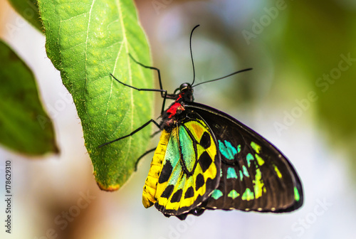 Cairns Birdwing Butterfly  - Ornithoptera priamus photo