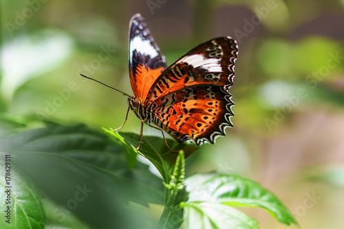 Red Lacewing Butterfly © Merrillie