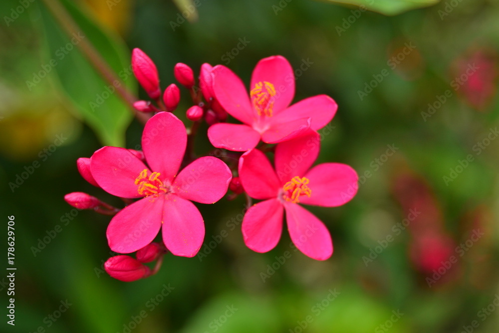 Flower Flower
