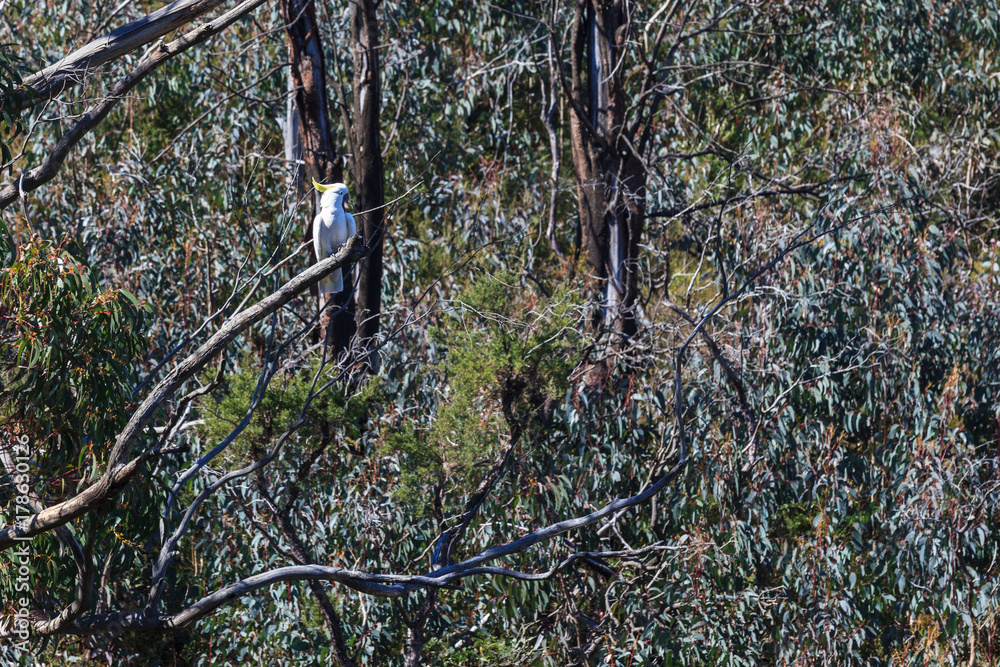 Fototapeta premium Cockatoo