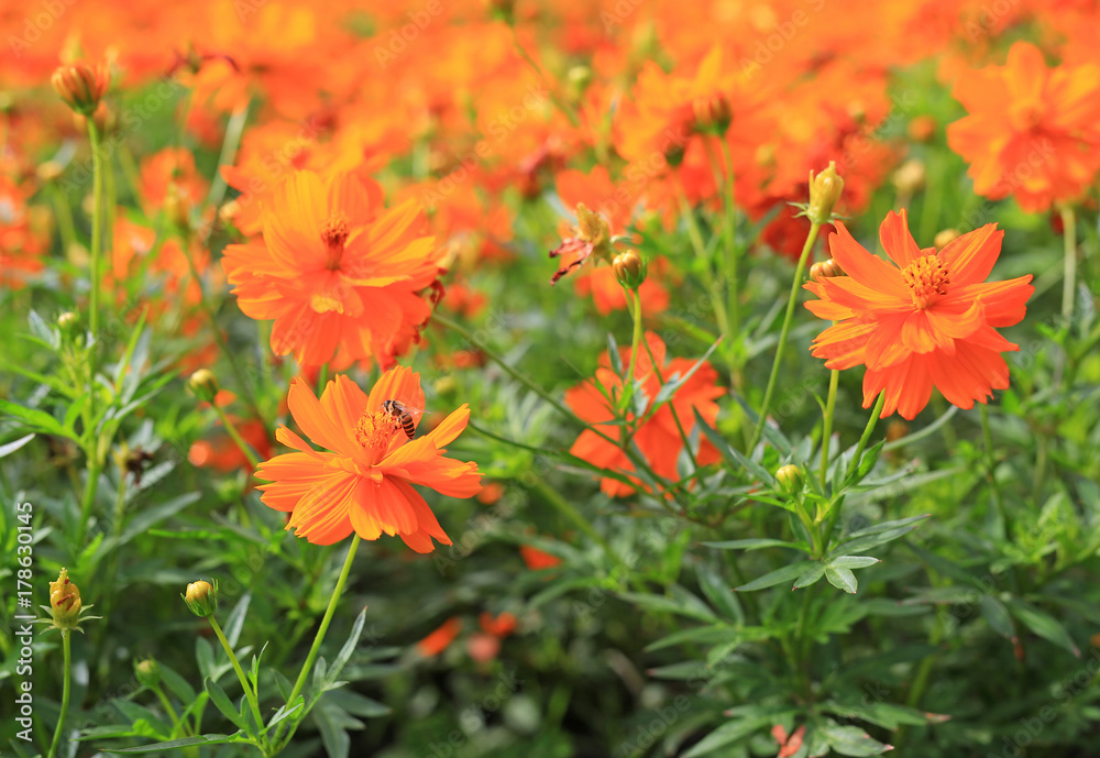 Cosmos flower in the garden under the morning sunlight. Cosmos flower in the garden under the morning sunlight.