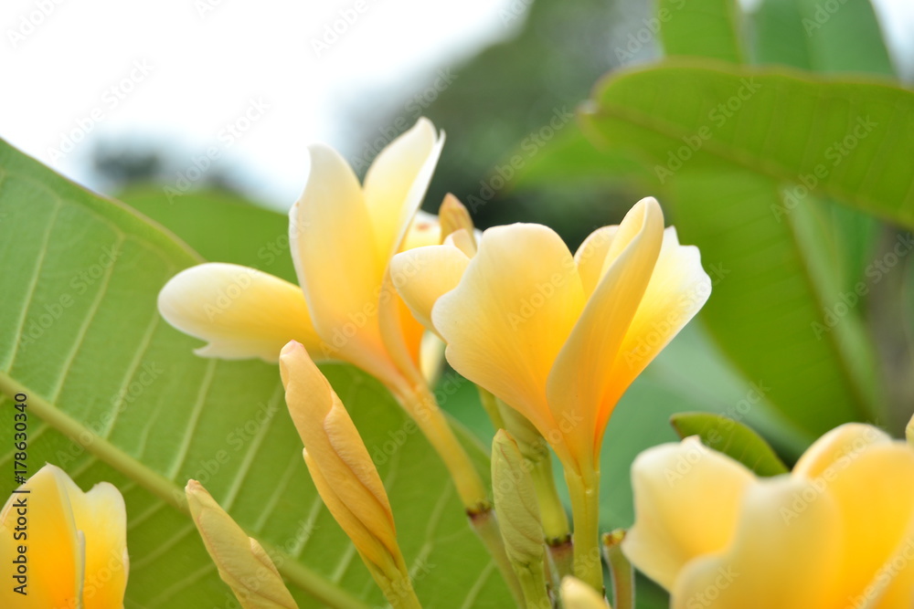 Obraz premium Flower