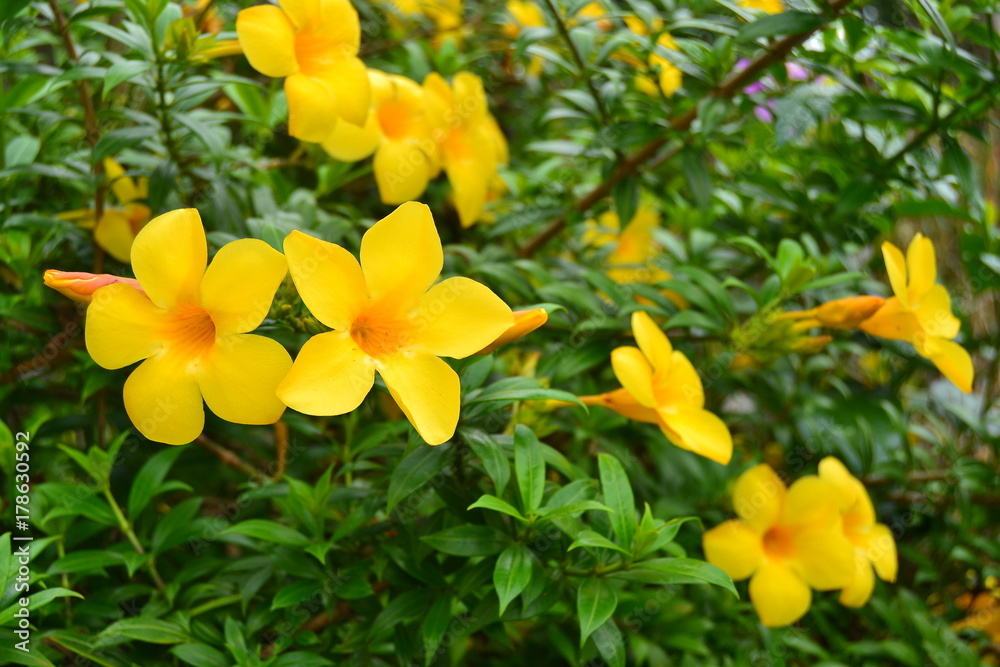 Flower Flower