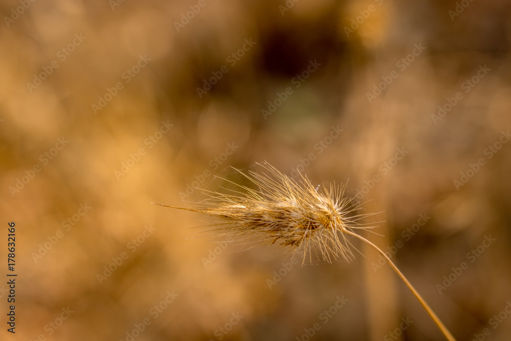 Closeup of one stalk of cynosurus, dogs-tail , bristlegrass warm golden autumn afternoon light