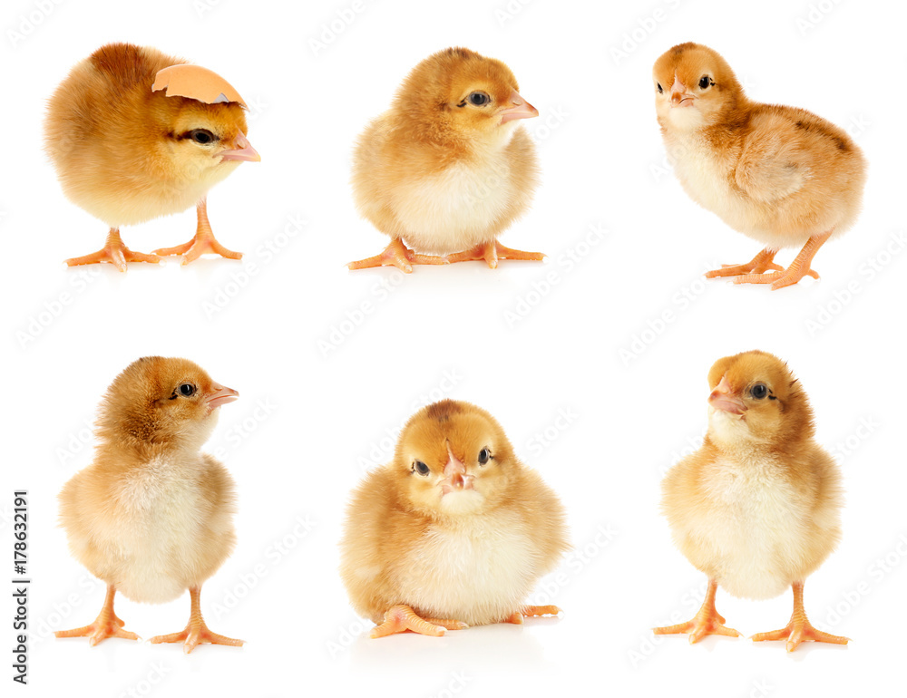 Fototapeta premium Collage with cute little chickens on white background