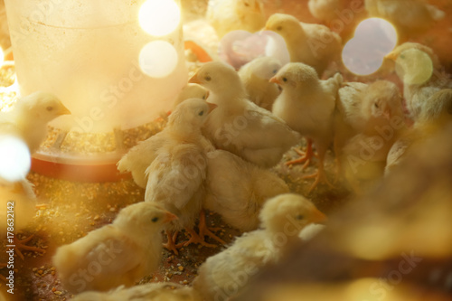 Little chicks in incubator Fototapet