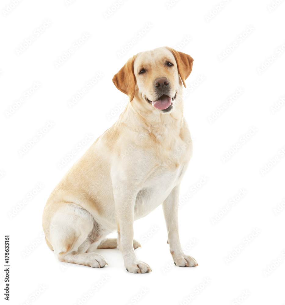 Cute Labrador Retriever on white background Cute Labrador Retriever on white background